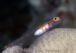 Tiny goby taken at Sharksbay with E300 and 50mm lens by Nikki Van Veelen 
